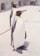 King Penguin