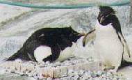 Rockhopper Penguin