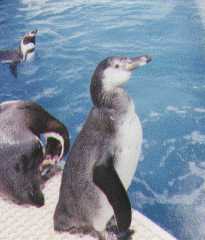 humboldt Penguin