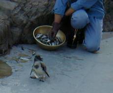 Little Penguin